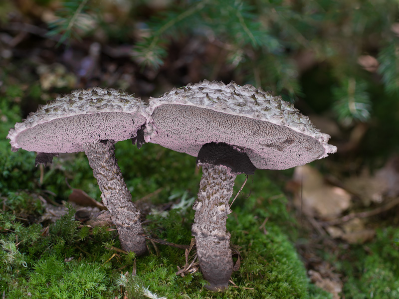 Strobilomyces strobilaceus 